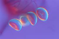 Spores de Polypode x100